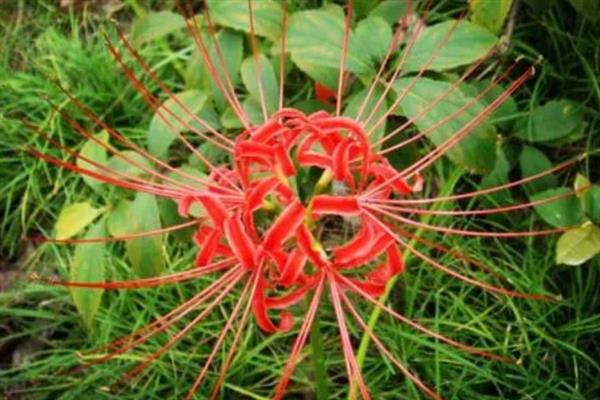 赤团花的简介，一般是指彼岸花