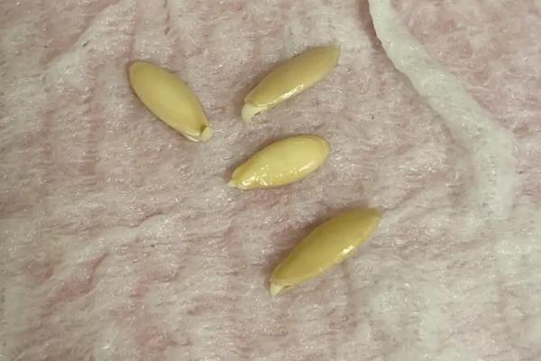 黄瓜种子要不要泡水,黄瓜种子需要浸种
