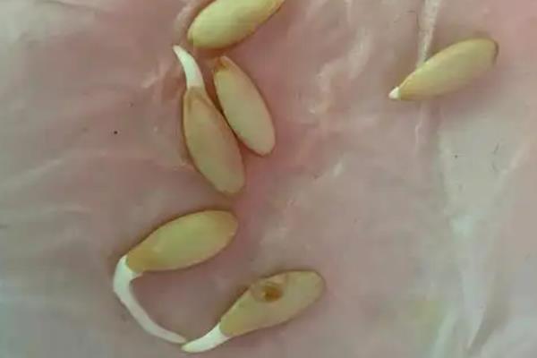 黄瓜种子要不要泡水,黄瓜种子需要浸种