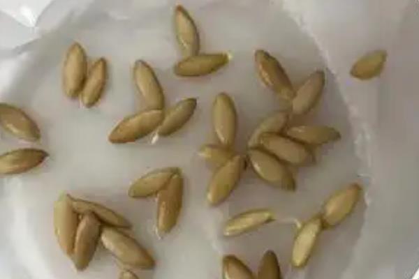 黄瓜种子要不要泡水,黄瓜种子需要浸种