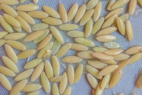 黄瓜种子要不要泡水,黄瓜种子需要浸种