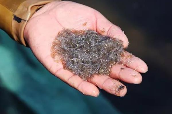 蜢子虾的产地,产地主要是在胶东半岛地区