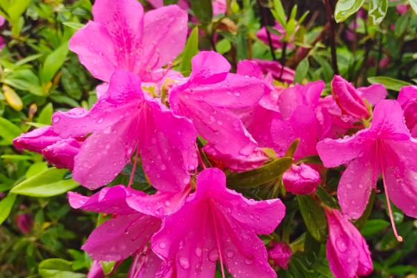 杜鹃花有没有毒,含有四环二萜类毒素