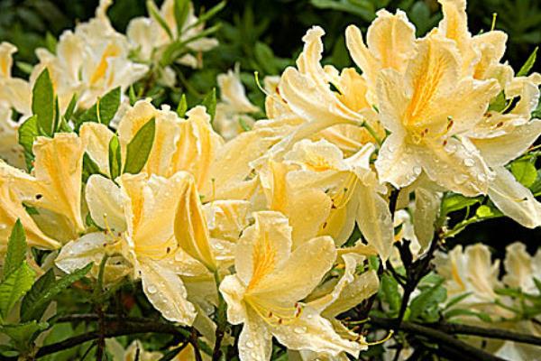 杜鹃花有没有毒,含有四环二萜类毒素