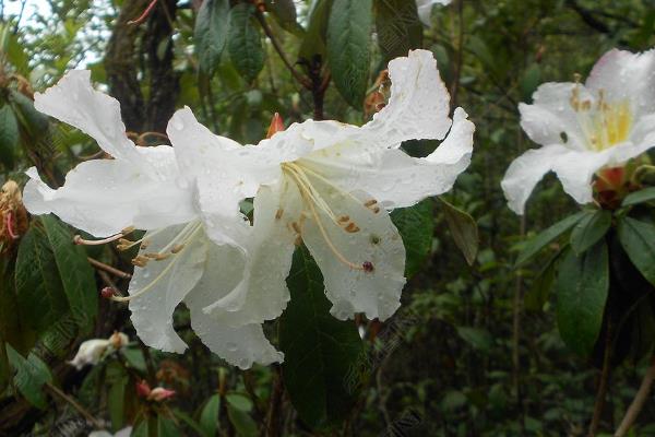 杜鹃花有没有毒,含有四环二萜类毒素