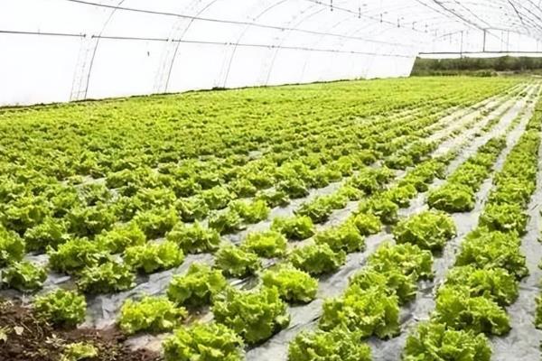 大棚不加温蔬菜的防冻方法，可多层膜覆盖