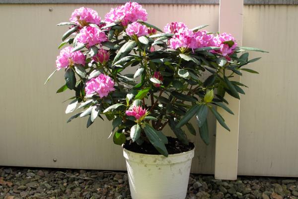 杜鹃花有没有毒,含有四环二萜类毒素