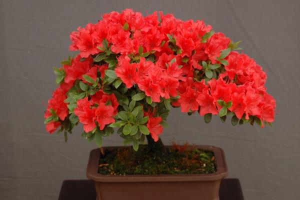 杜鹃花有没有毒,含有四环二萜类毒素