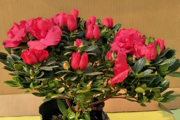 杜鹃花有没有毒,含有四环二萜类毒素