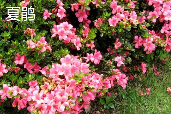 杜鹃花有没有毒,含有四环二萜类毒素