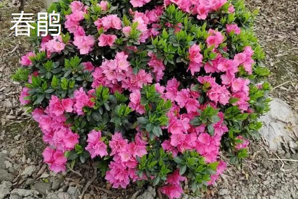 杜鹃花有没有毒,含有四环二萜类毒素