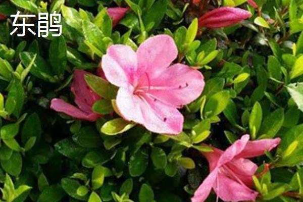 杜鹃花有没有毒,含有四环二萜类毒素