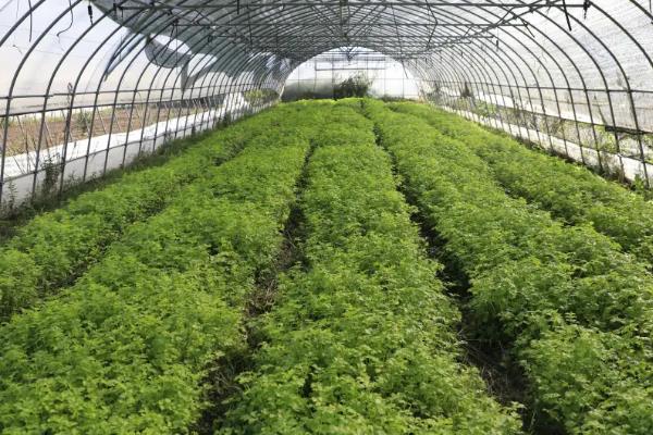 大棚不加温蔬菜的防冻方法，可多层膜覆盖