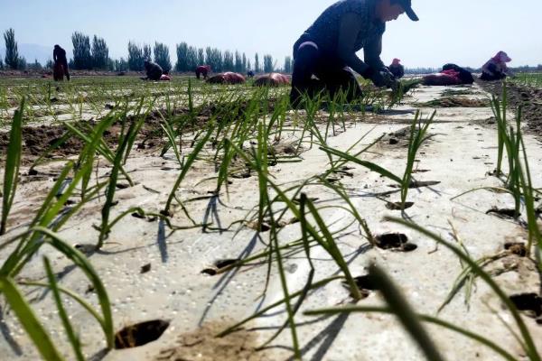 地膜洋葱如何管理，移栽前5天盖上地膜以提高地温