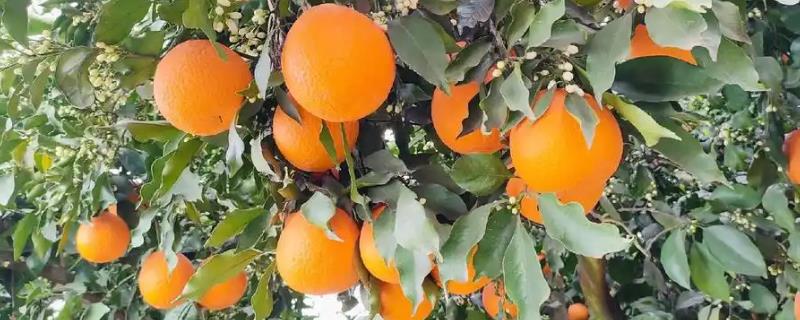 橙子的品种，常见的有脐橙、冰糖橙和甜橙等