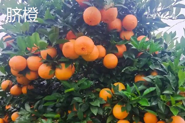 橙子的品种，常见的有脐橙、冰糖橙和甜橙等