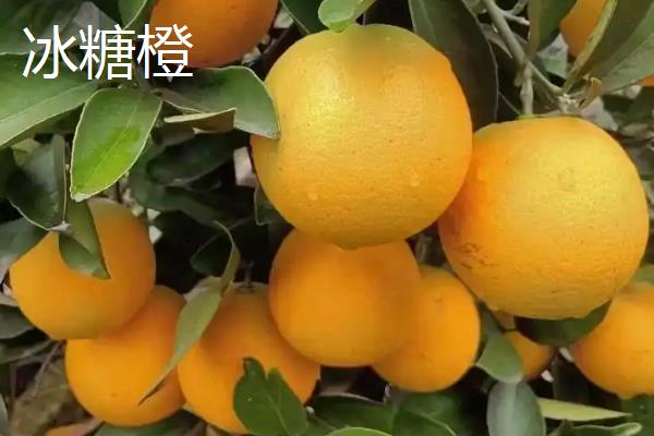 橙子的品种，常见的有脐橙、冰糖橙和甜橙等
