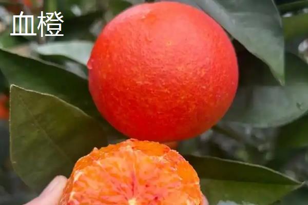 橙子的品种，常见的有脐橙、冰糖橙和甜橙等