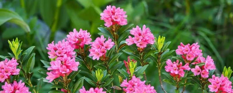 杜鹃花有没有毒，含有四环二萜类毒素