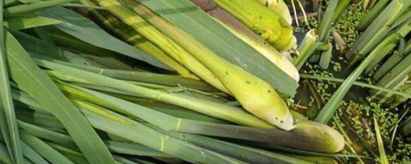 茭白的栽培技术,一般在10月份移栽