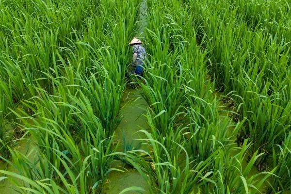 茭白的栽培技术，一般在10月份移栽