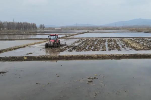 茭白的栽培技术，一般在10月份移栽