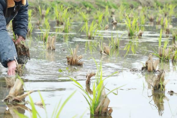 茭白的栽培技术，一般在10月份移栽