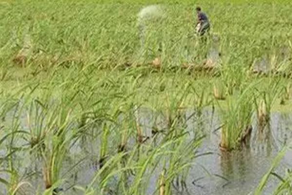 茭白的栽培技术，一般在10月份移栽