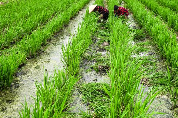 茭白的栽培技术，一般在10月份移栽