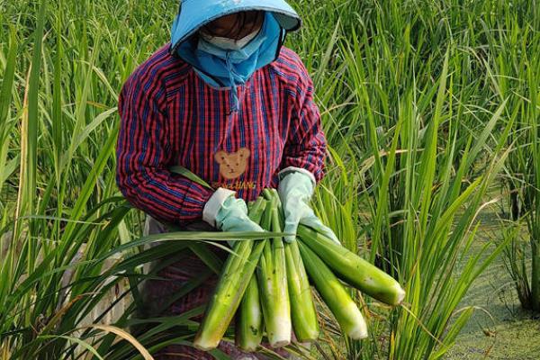 茭白的栽培技术，一般在10月份移栽
