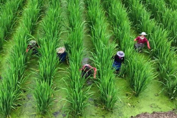 茭白的栽培技术，一般在10月份移栽