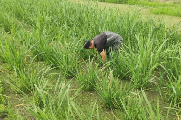 茭白的栽培技术，一般在10月份移栽