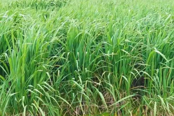 茭白的栽培技术，一般在10月份移栽