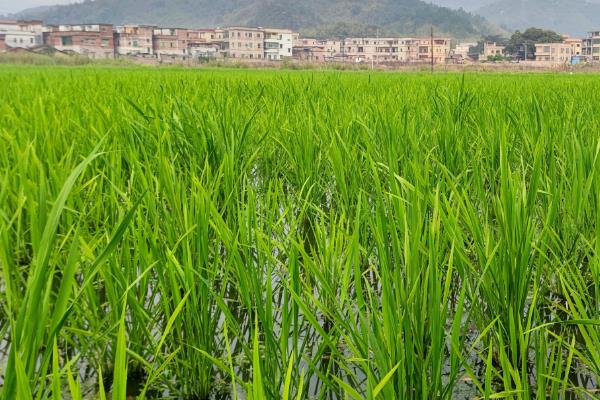 茭白的栽培技术，一般在10月份移栽