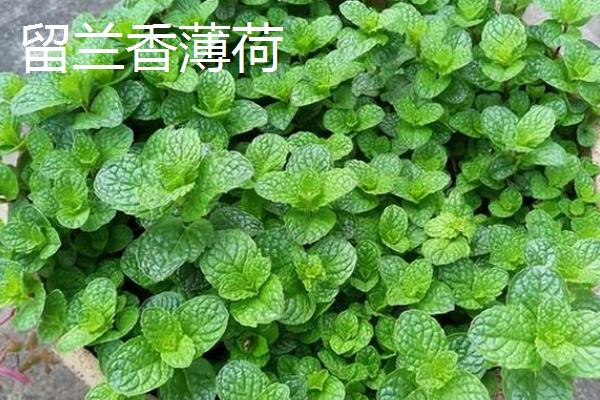 薄荷能不能吃，具有生食、榨汁、泡茶等食用方法