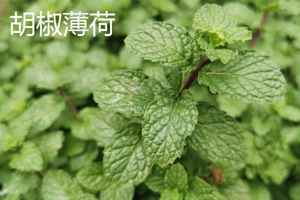 薄荷能不能吃，具有生食、榨汁、泡茶等食用方法