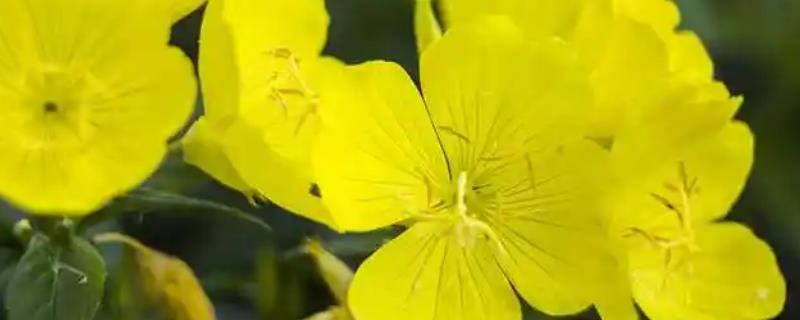 月见草与美丽月见草有什么区别，花期、花朵、习性等方面均不同