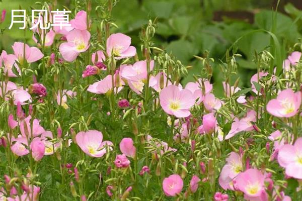 月见草与美丽月见草有什么区别，花期、花朵、习性等方面均不同