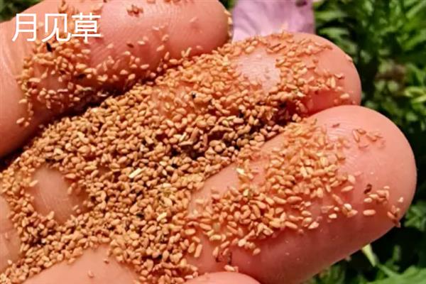月见草与美丽月见草有什么区别，花期、花朵、习性等方面均不同