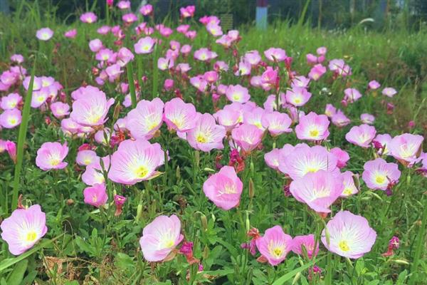 月见草与美丽月见草有什么区别，花期、花朵、习性等方面均不同