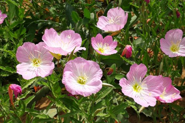 月见草与美丽月见草有什么区别，花期、花朵、习性等方面均不同