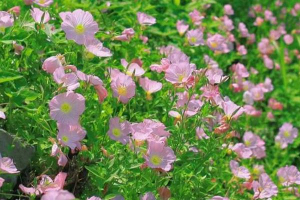 月见草与美丽月见草有什么区别，花期、花朵、习性等方面均不同