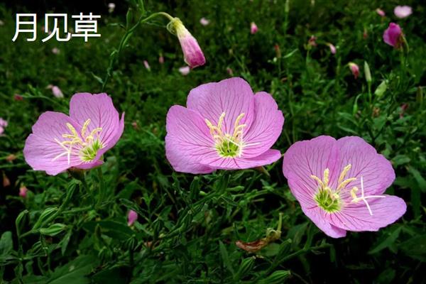 月见草与美丽月见草有什么区别，花期、花朵、习性等方面均不同