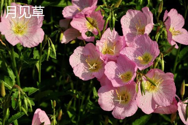 月见草与美丽月见草有什么区别，花期、花朵、习性等方面均不同