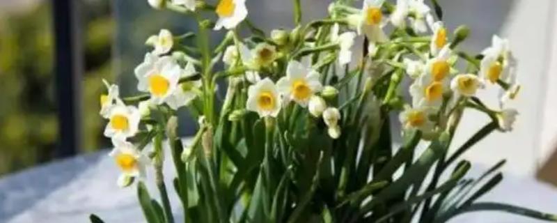 水仙花有没有毒，其枝干、花朵和汁液都有毒
