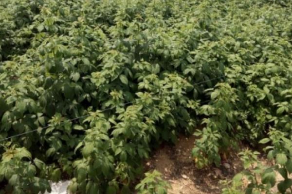 在北方能种植强肾果树吗，不可以在北方种植