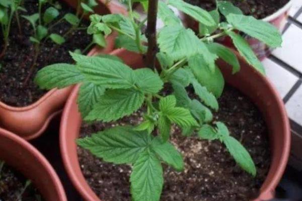 在北方能种植强肾果树吗，不可以在北方种植