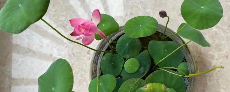 夏天适合在室内种哪些盆栽，绿萝、茉莉花、碗莲等品种值得考虑