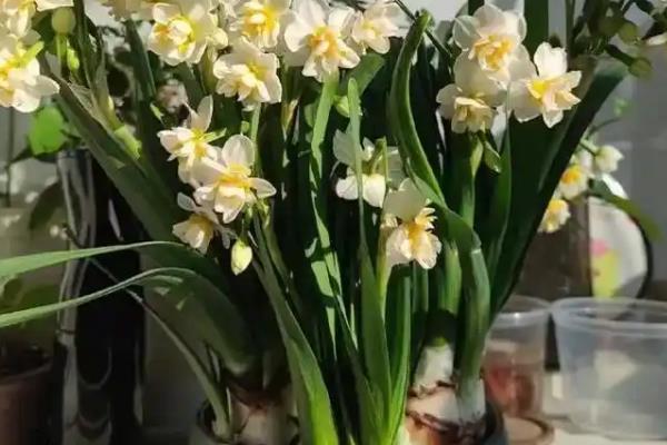 水仙花有没有毒，其枝干、花朵和汁液都有毒