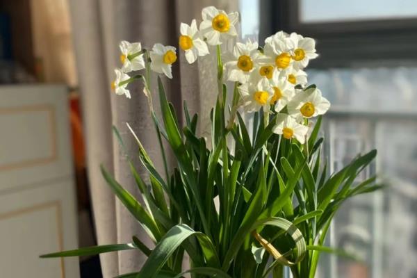 水仙花有没有毒，其枝干、花朵和汁液都有毒